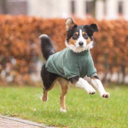 Trixie CityStyle Amsterdam Sweatshirt Til Hund i Farven Grøn